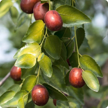 Jujube Seeds – Shanlix