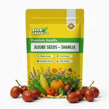 Jujube Seeds – Shanlix