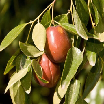 Jujube Seeds – Sherwood