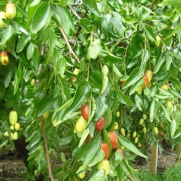 Jujube Seeds – Silverhill