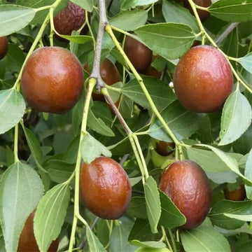 Jujube Seeds – Sugar Cane