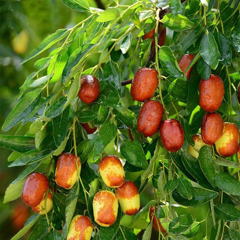Jujube Seeds – Silverhill