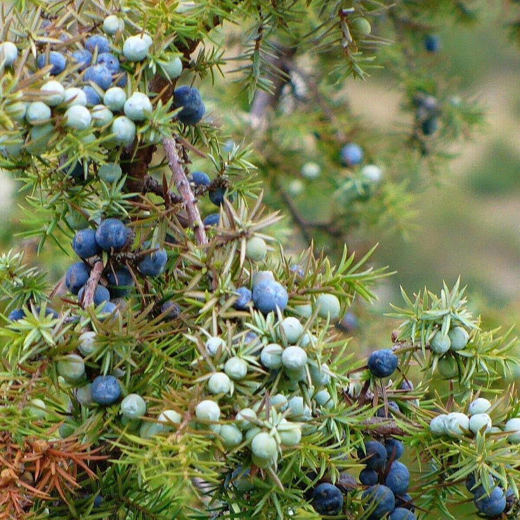 Juniper  berry Seeds
