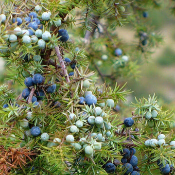 Juniper  berry Seeds