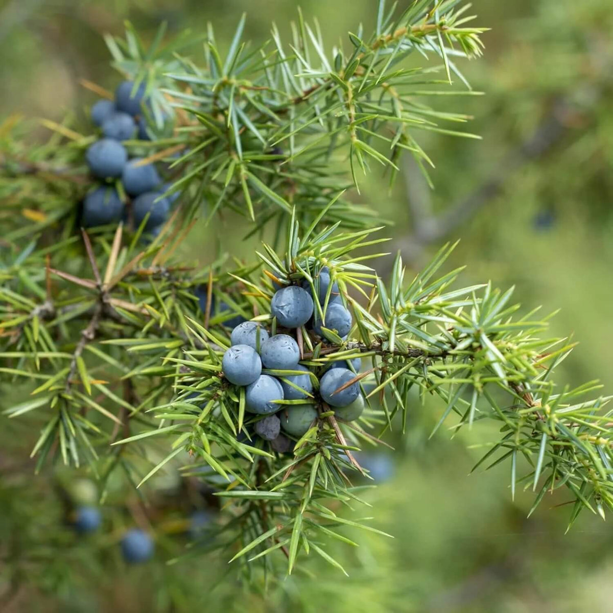 Juniper  berry Seeds