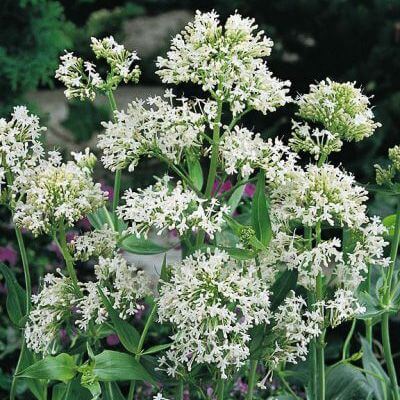 Jupiter's Beard Seeds – Wildflower Mix, Heirloom
