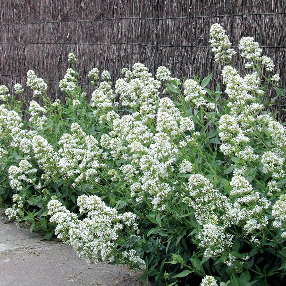 Jupiter's Beard Seeds – Wildflower Mix, Heirloom
