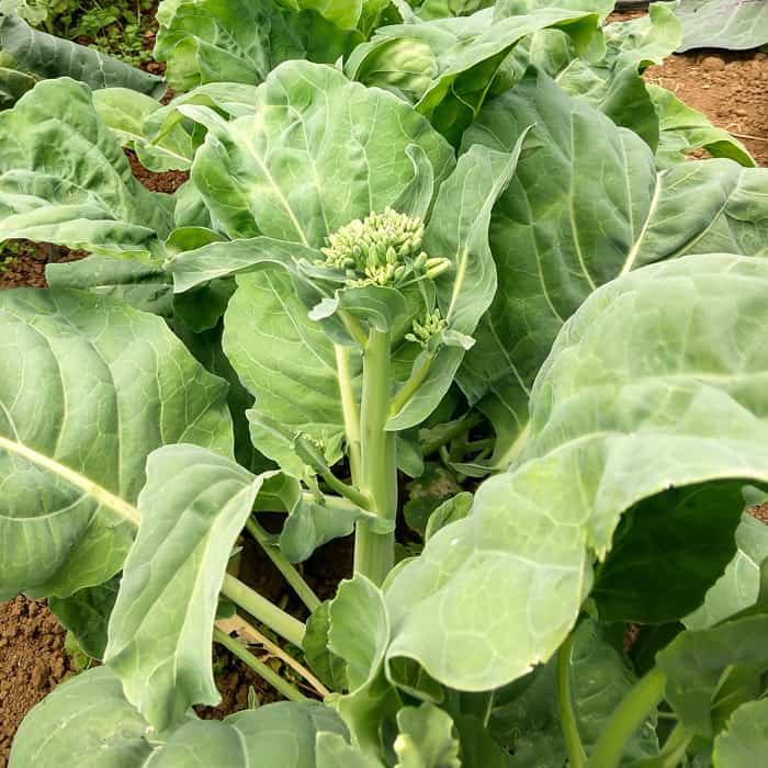 Kai Lan Seeds - Vegetable Plant