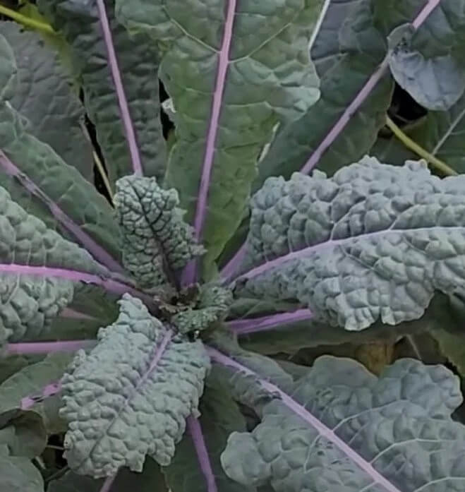 Kale Seeds – Dazzling 