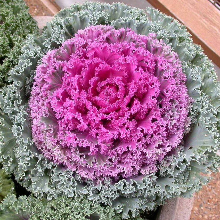 Kale Seeds – Pink