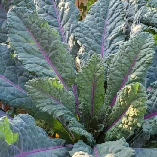 Kale Seeds – Dazzling 