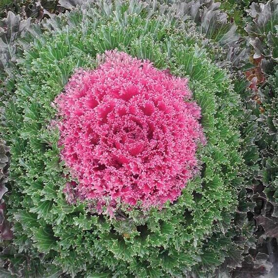 Kale Seeds – Pink