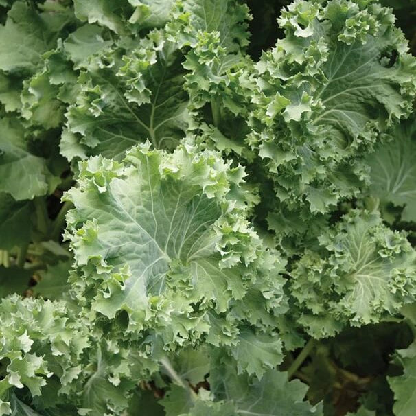 Kale Seeds – Siberian