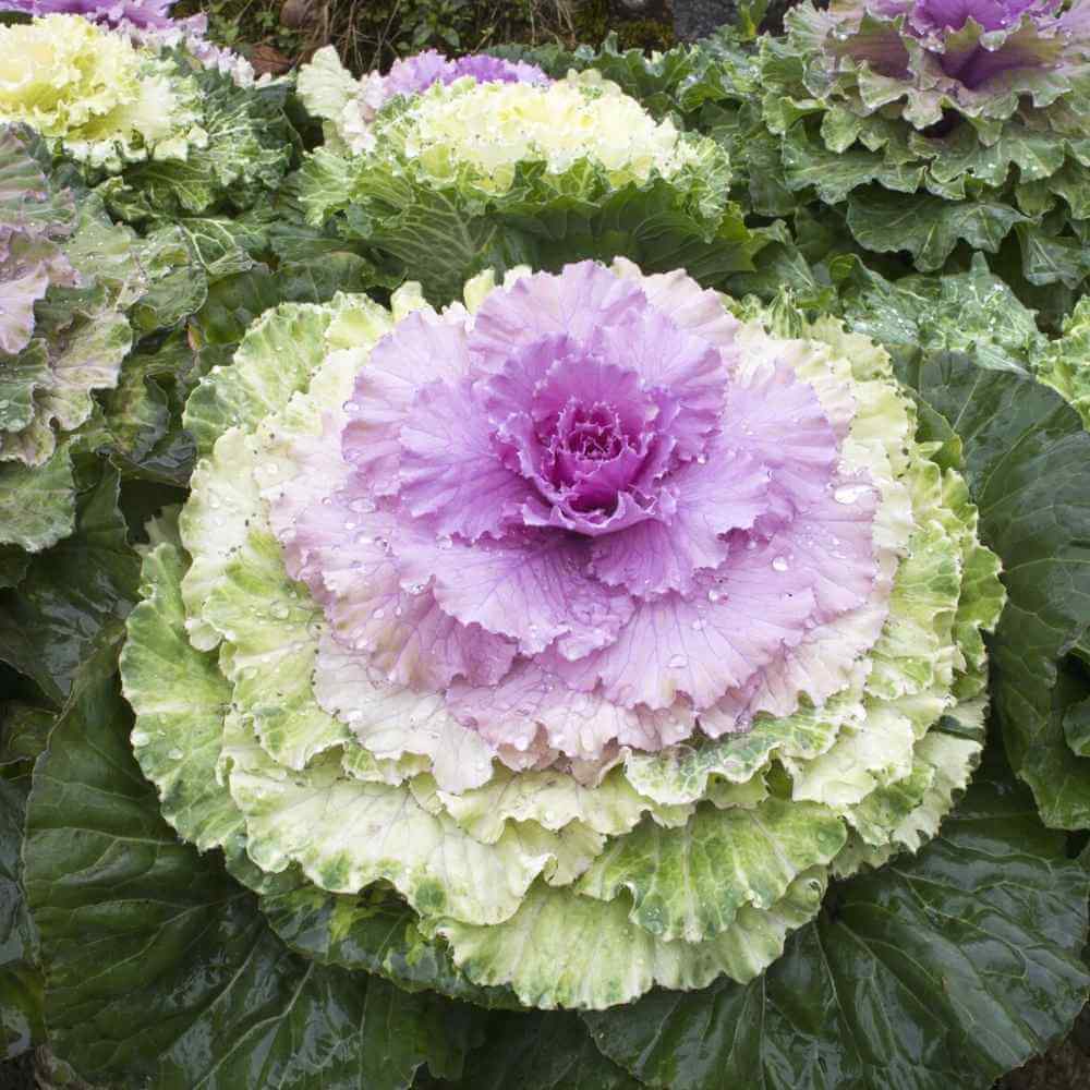 Kale Seeds – Ornamental Mix