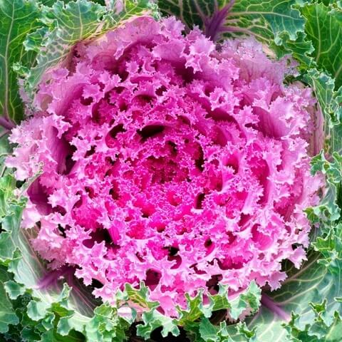 Kale Seeds – Pink