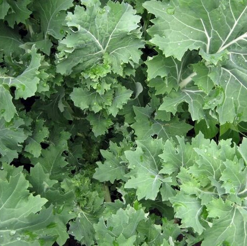 Kale Seeds – Siberian