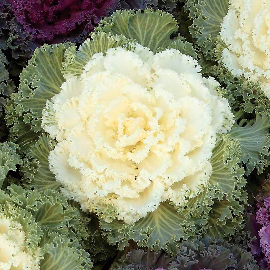 Kale Seeds – White 