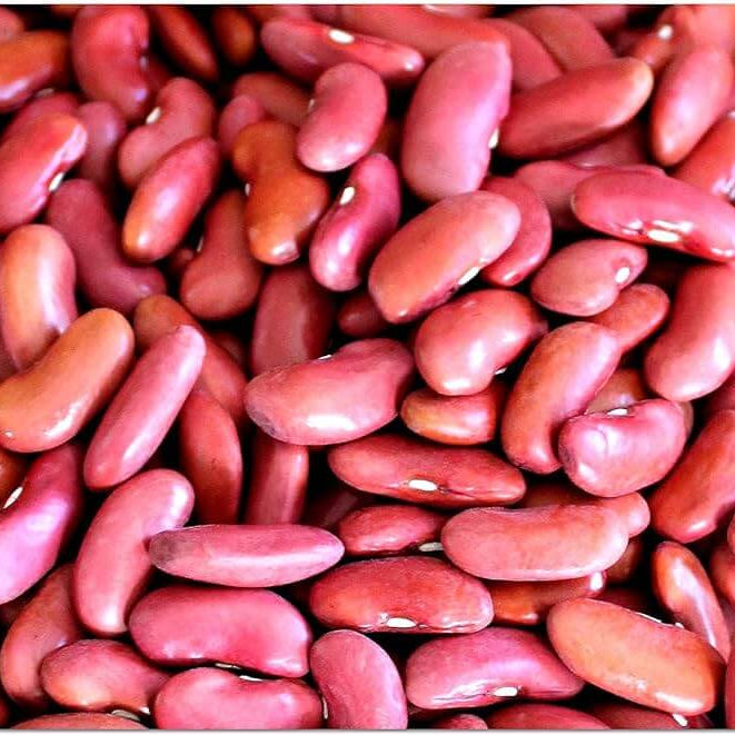 Kidney Bean Seeds – Red Pole