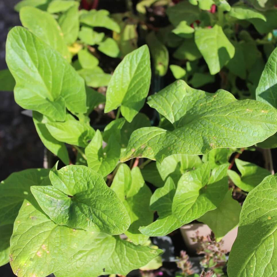 King Henry Seeds - Vegetable Plant