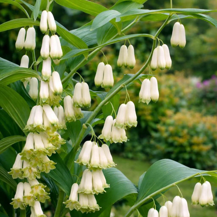 King Solomon’s Seal Seeds