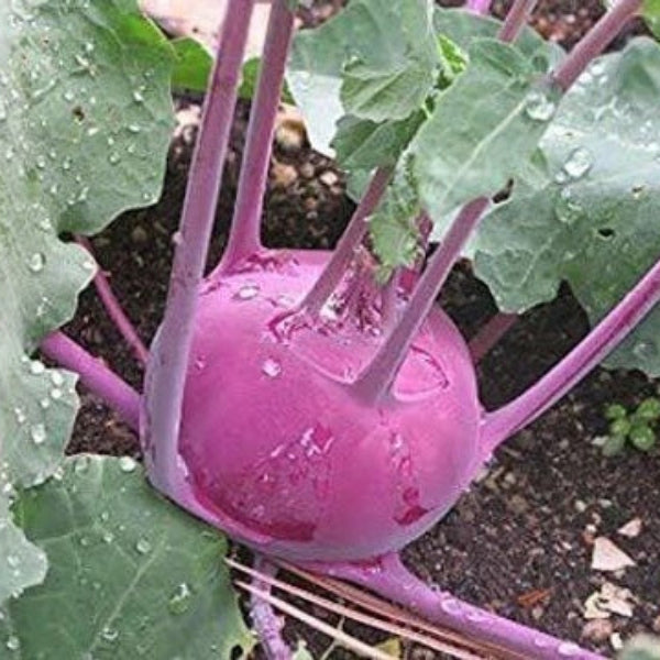 Kohlrabi Seeds - Pink