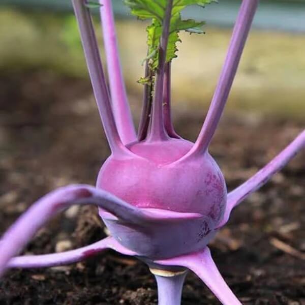 Kohlrabi Seeds -Purple Vienna