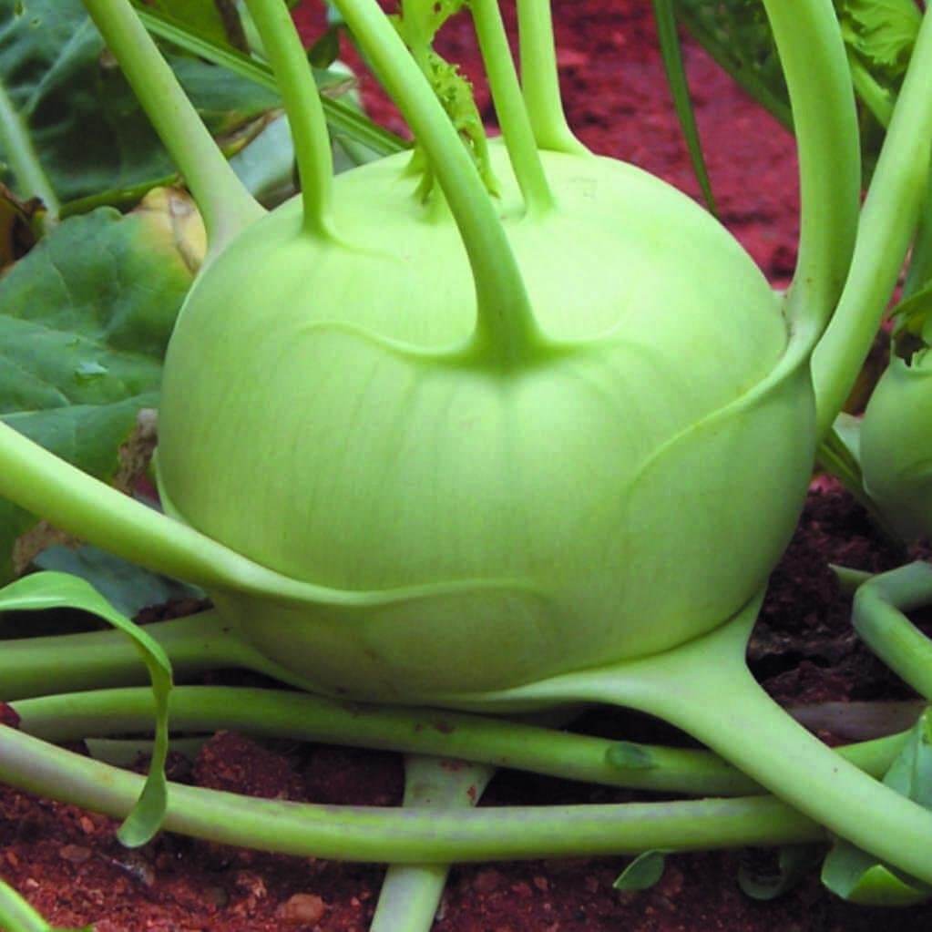 Kohlrabi Seeds - Green