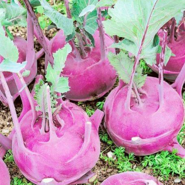 Kohlrabi Seeds - Pink