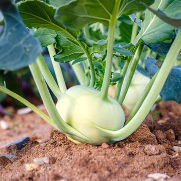 Kohlrabi Seeds - Green