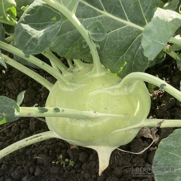 Superschmelz White Kohlrabi Seeds – Vegetable Plant