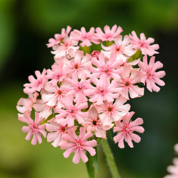 Pinkie Lychnis Chalcedonica Seeds – Flower Plant