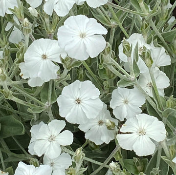 Coronaria Alba Lychnis Seeds – Flower Plant
