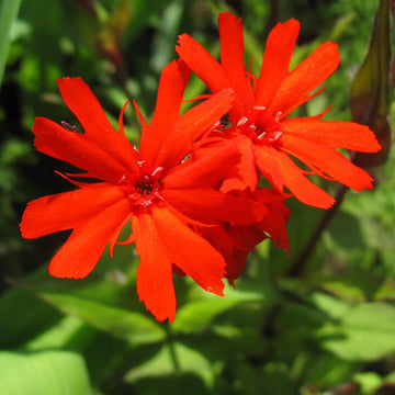 Molten Lava Lychnis Seeds – Flower Plant