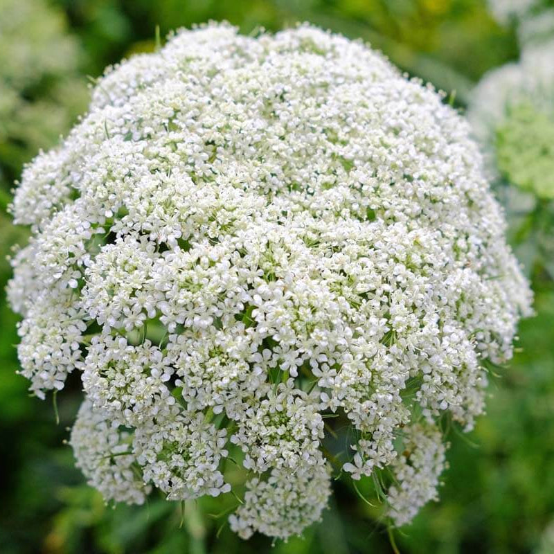 Laceflower Seeds - Flower Plant for Home Gardens