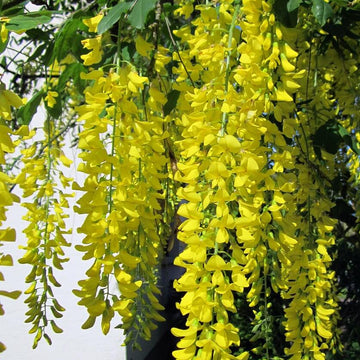 Lagerstroemia indica Seeds – Light Yellow Crepe