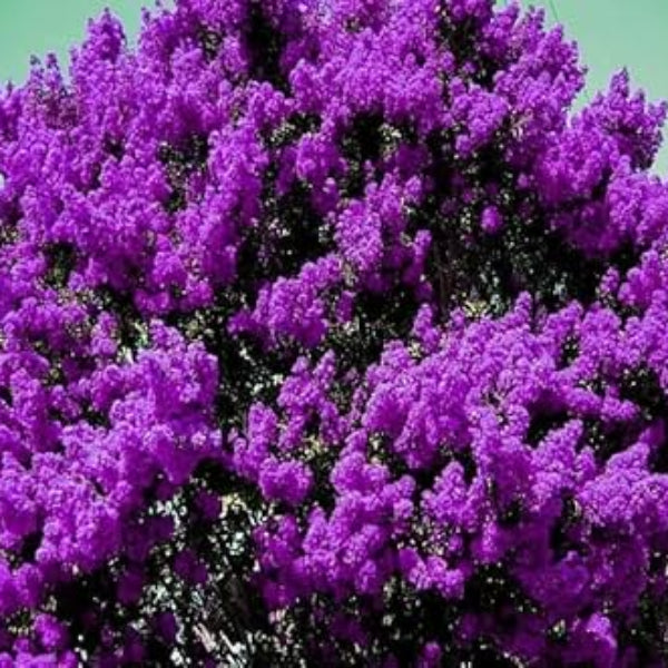 Lagerstroemia indica Seeds – Purple Crepe Myrtle