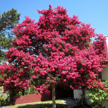 Lagerstroemia indica Seeds – Dark Pink Crepe Myrtle