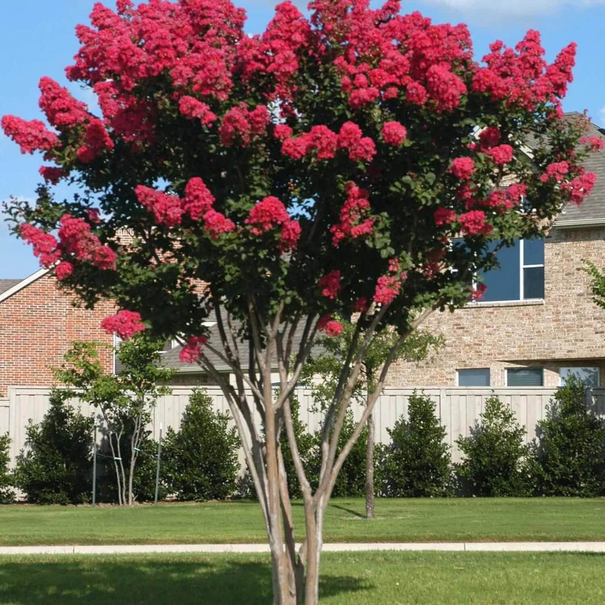 Lagerstroemia indica Seeds – Red Crepe Myrtle