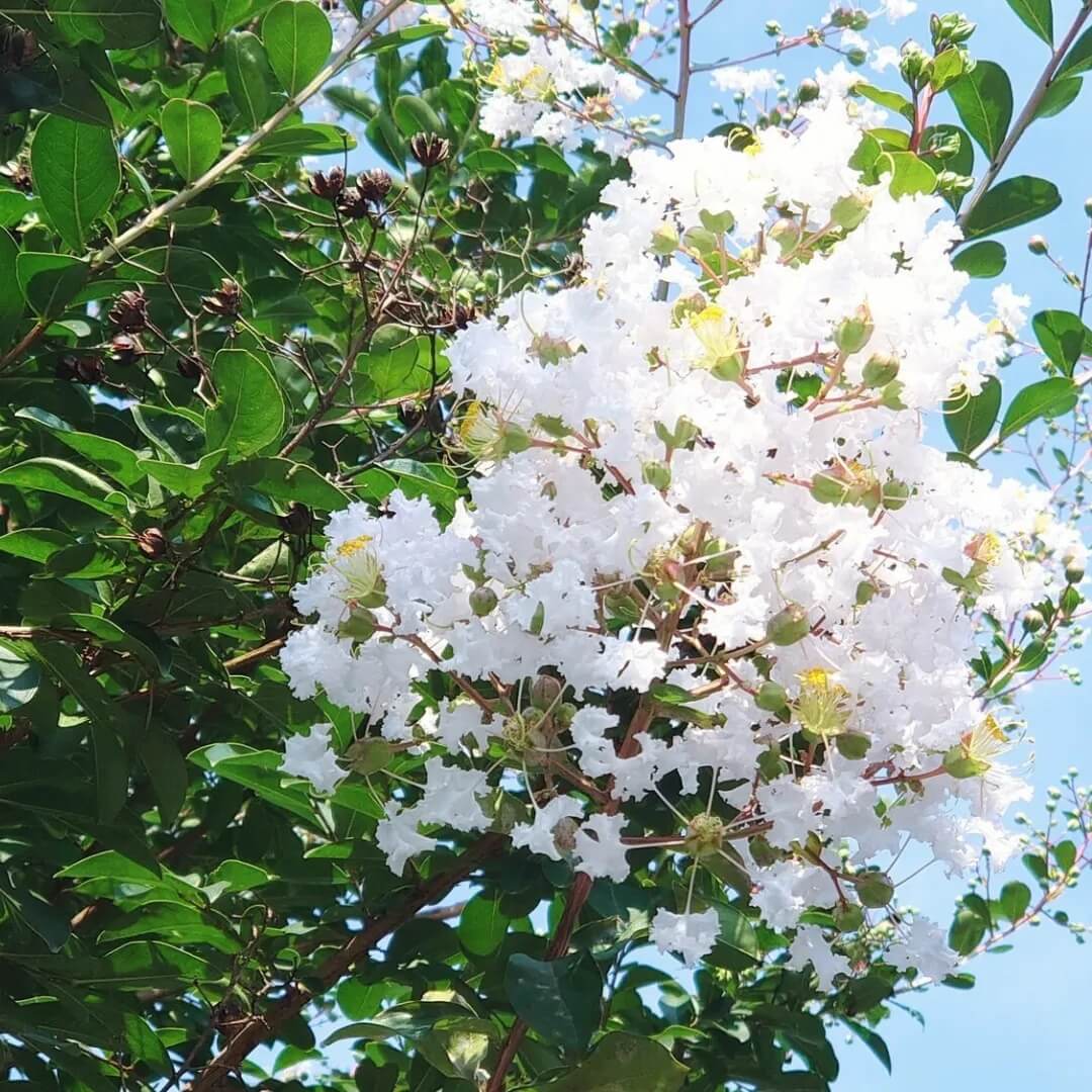 Lagerstroemia indica Seeds – White Crepe Myrtle