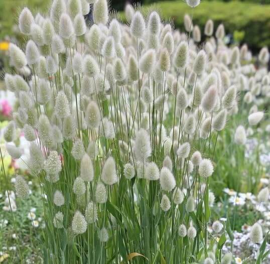Lagurus ovatus Seeds – Rabbit Tail Grass