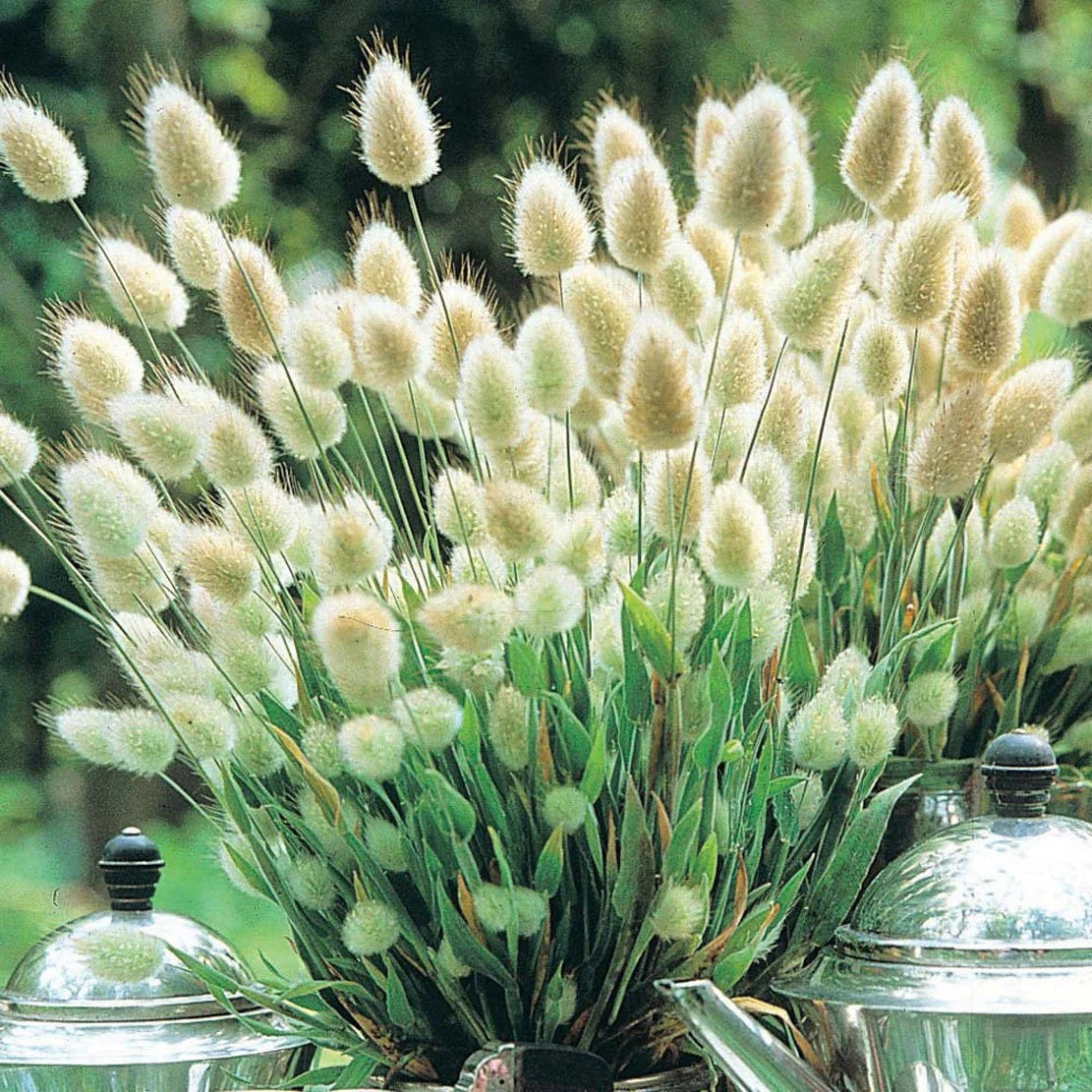 Lagurus ovatus Seeds – Rabbit Tail Grass