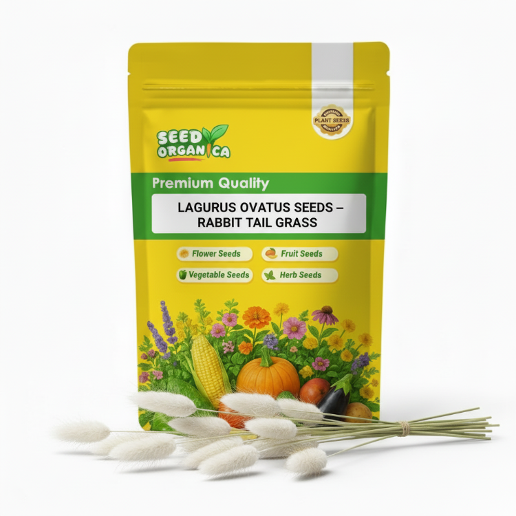 Lagurus ovatus Seeds – Rabbit Tail Grass