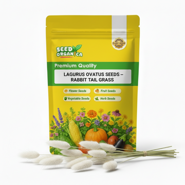 Lagurus ovatus Seeds – Rabbit Tail Grass