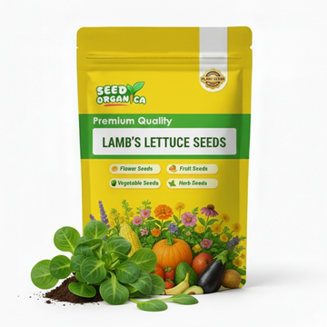 Lamb's Lettuce Seeds