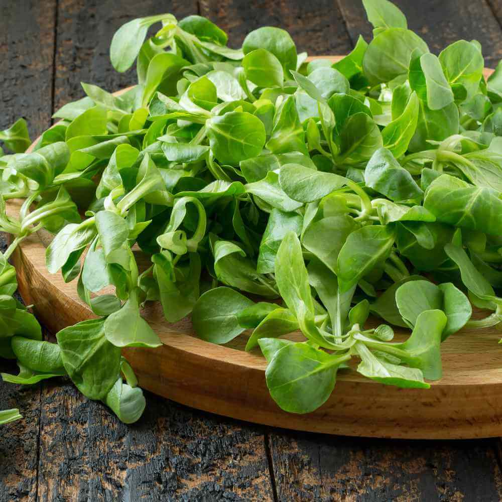 Lamb's Lettuce Seeds