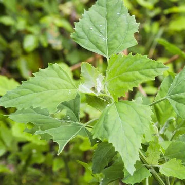 Lambs Quarter Seeds - Vegetable Plant