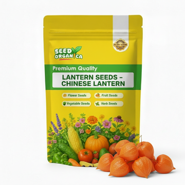 Lantern Seeds – Chinese Lantern