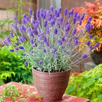 Lavandula angustifolia Seeds