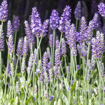 Lavandula angustifolia Seeds