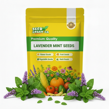 Lavender Mint Seeds